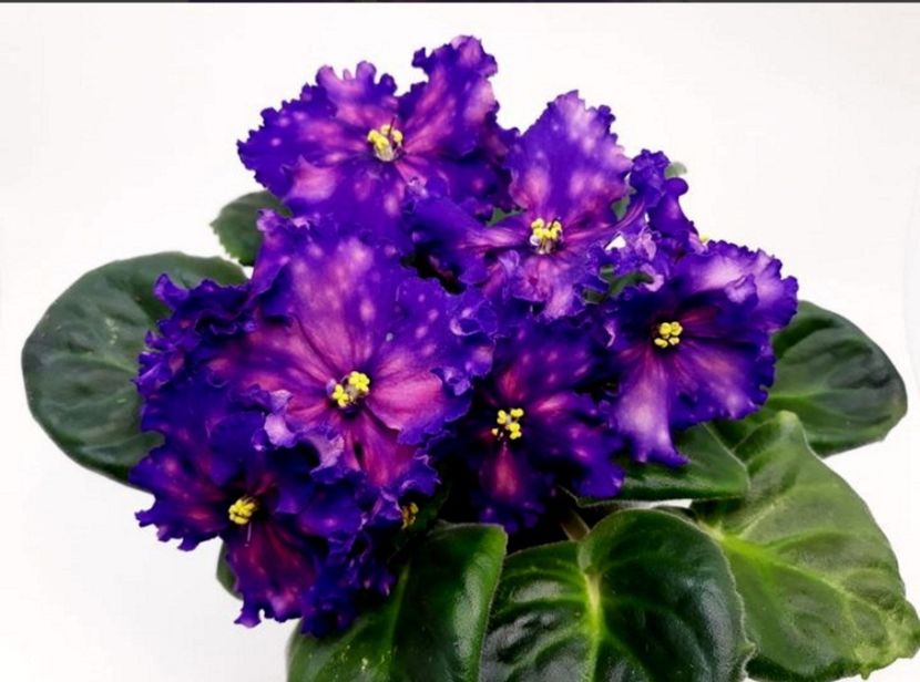 Poza net - DN-Royal Star