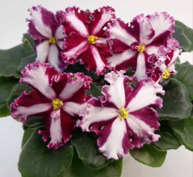 Poza net - Maltiiskyi Orden chimera