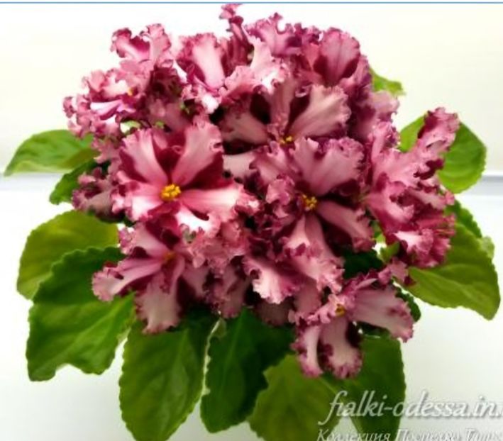 Poza net - Maltiiskyi Orden chimera