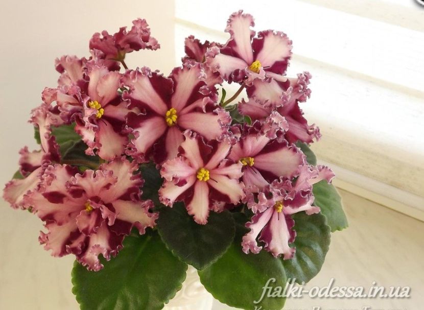 Poza net - Maltiiskyi Orden chimera