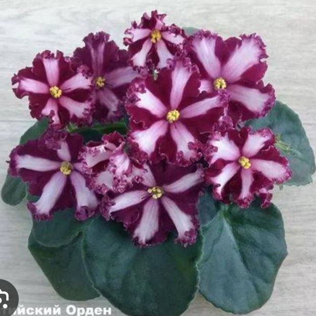 Poza net - Maltiiskyi Orden chimera