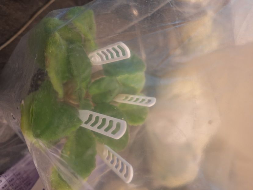  - Maltiiskyi Orden chimera