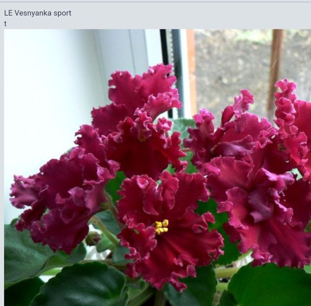 Poza net - sport - LE-Vesnyanka