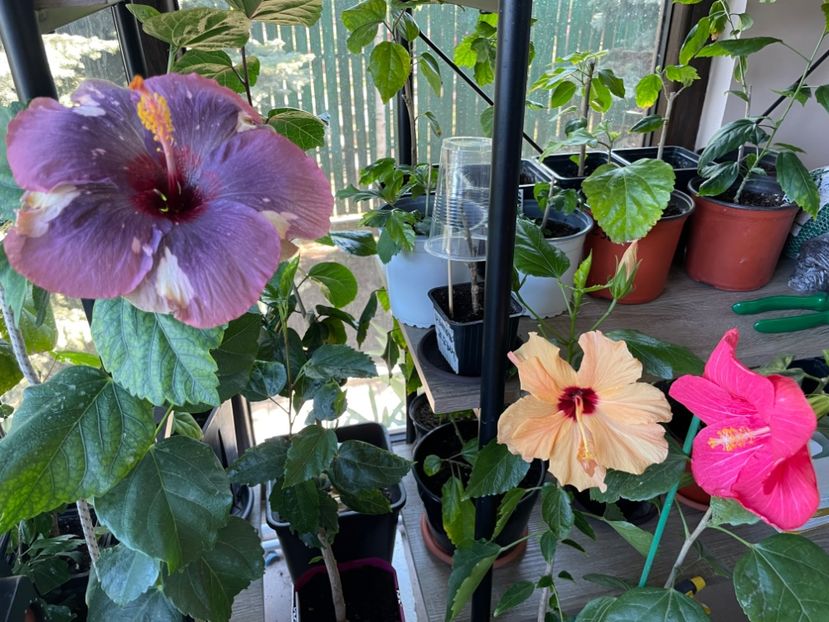  - Luv -Posog- Memories