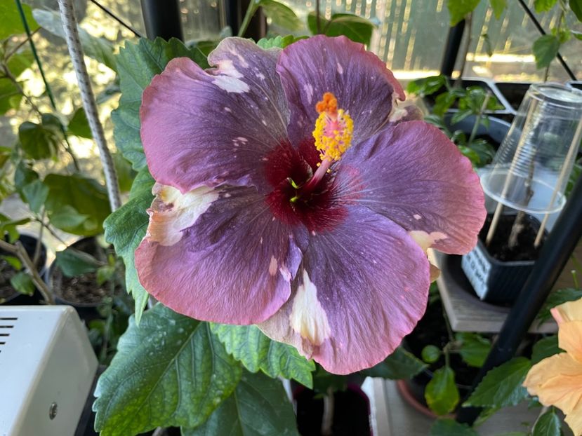  - Luv -Posog- Memories