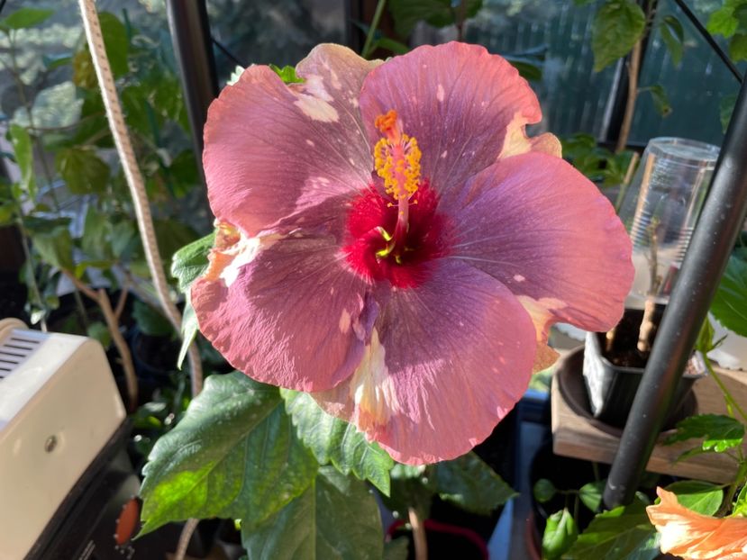  - Luv -Posog- Memories