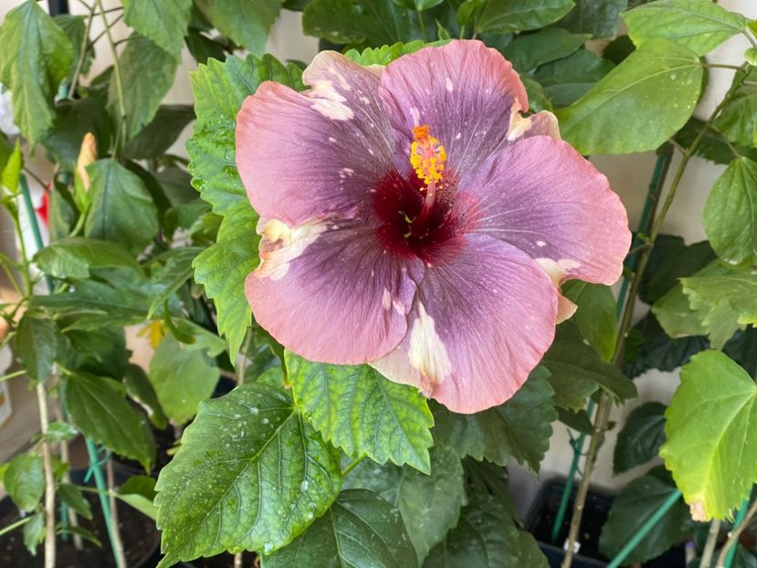  - Luv -Posog- Memories