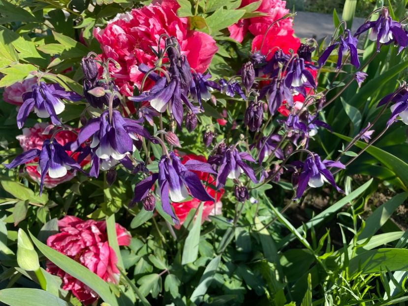  - 0005 - Gradina - 2025