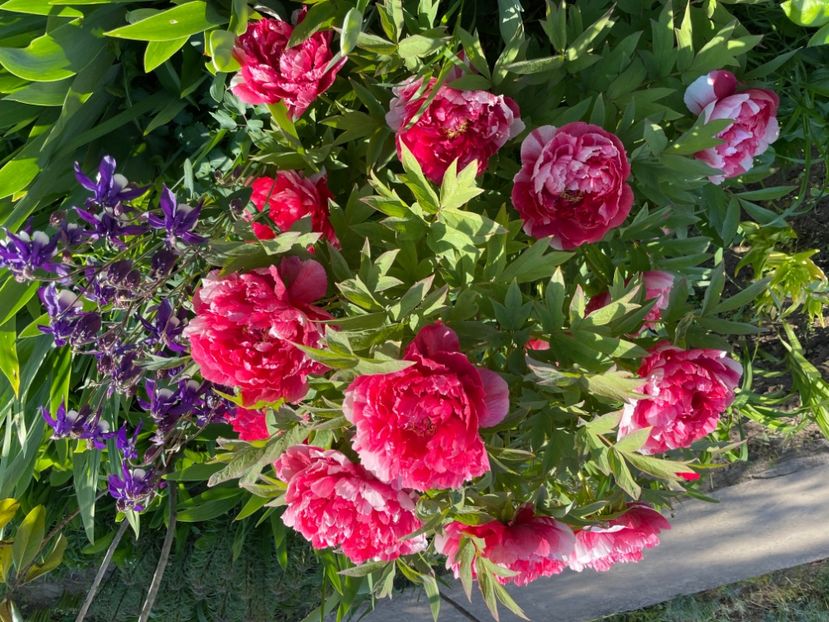  - 0005 - Gradina - 2025