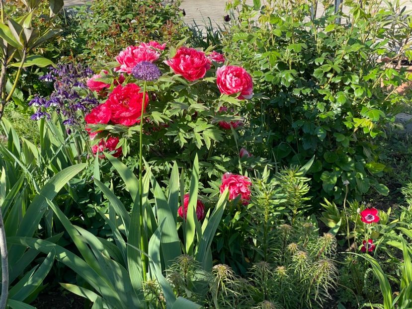  - 0005 - Gradina - 2025