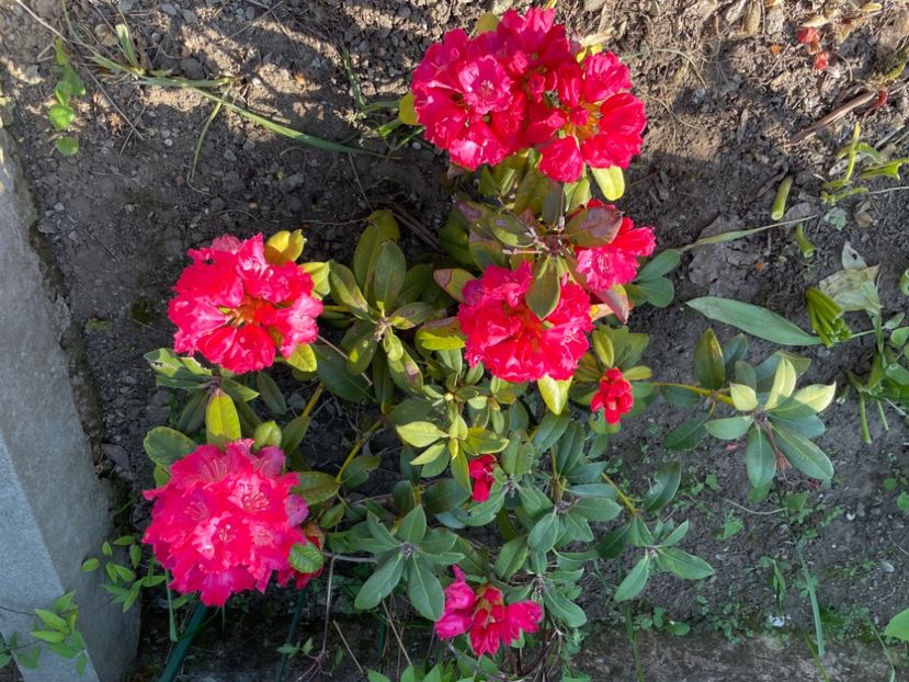  - 0005 - Gradina - 2025