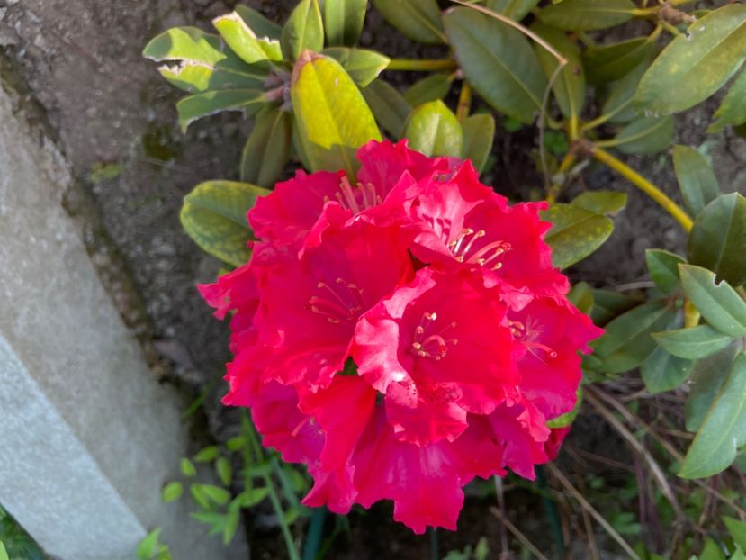  - 0005 - Gradina - 2025