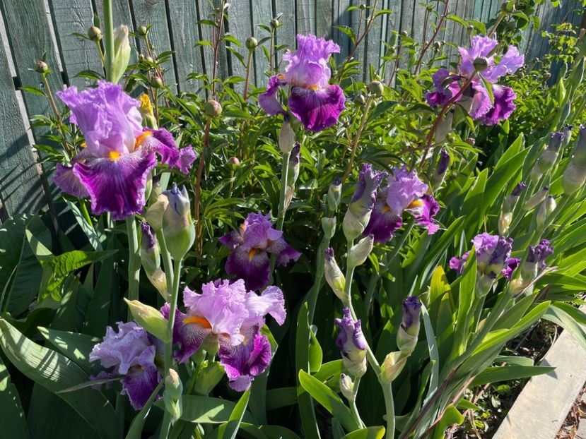  - 0005 - Gradina - 2025