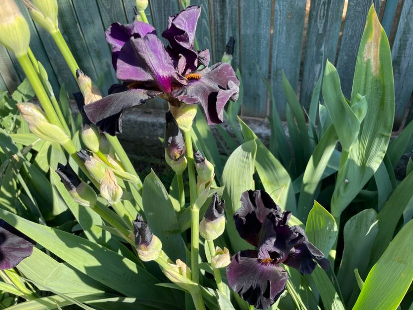  - 0005 - Gradina - 2025