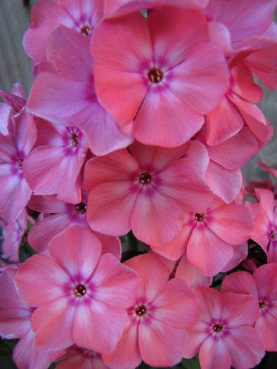 Phlox 23 iun 2009 (4)