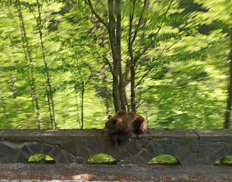  - Vietuitoare si natura