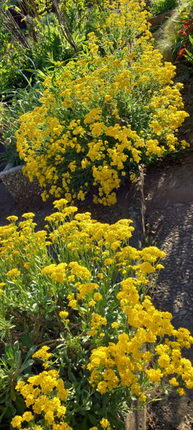  - 2025 - 01 - Primavara