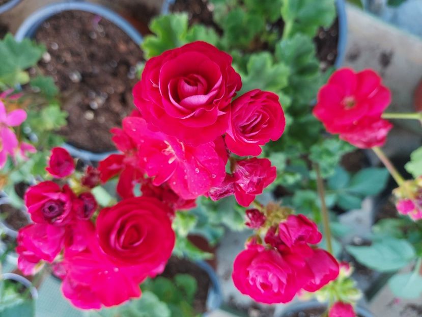 Viva Rositta - A-Muscate 2025