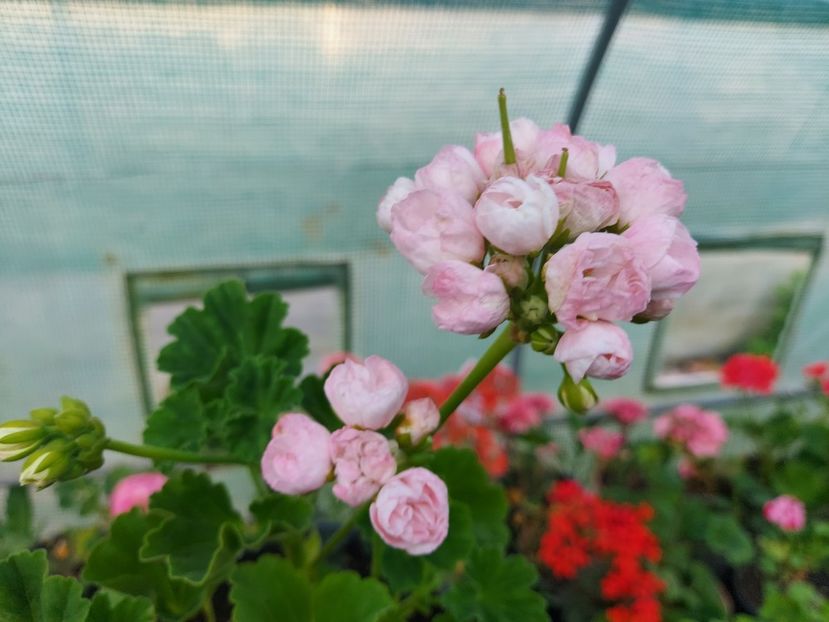 Marbacka Tulpan - A-Muscate 2025