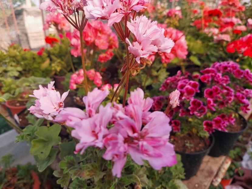 Rushmoor Bondi  Blue - A-Muscate 2025