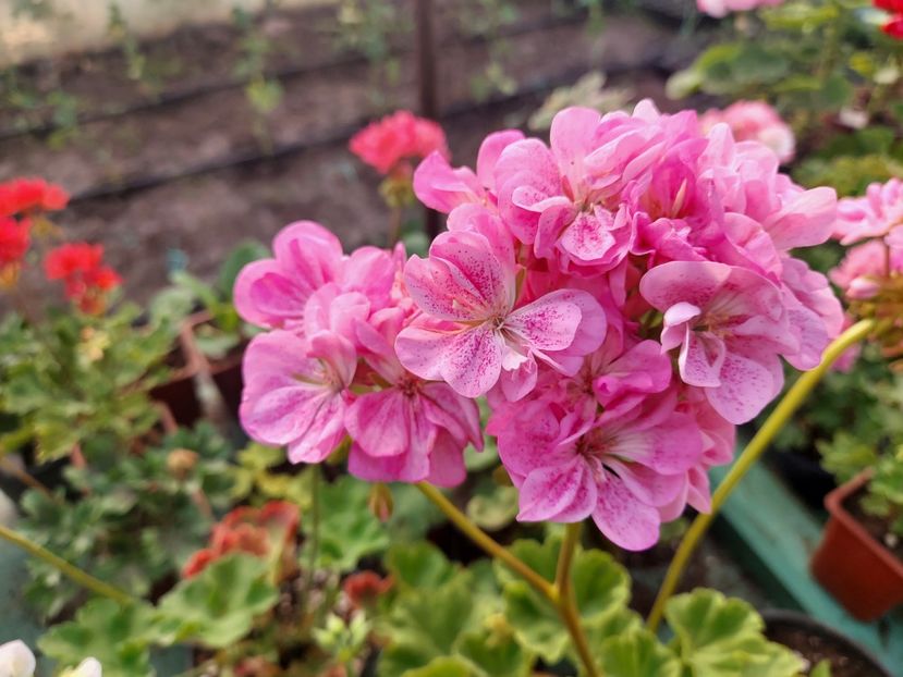 Double Pink  Bird Egs - A-Muscate 2025