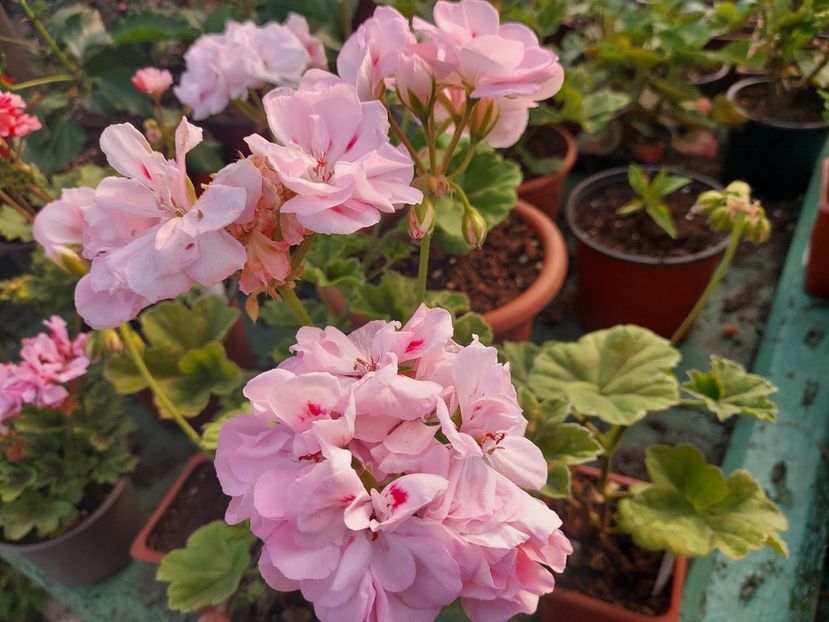 Queen Of Hearts - A-Muscate 2025