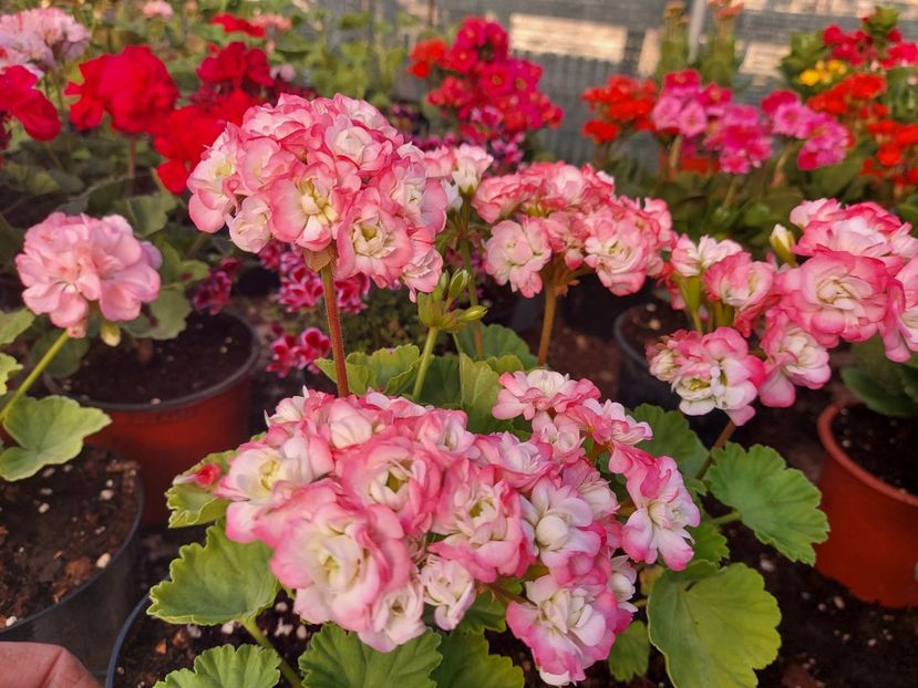 April Snow - A-Muscate 2025