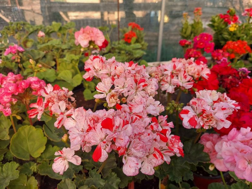 Sandown - A-Muscate 2025