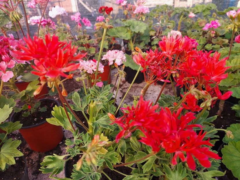 Els - A-Muscate 2025