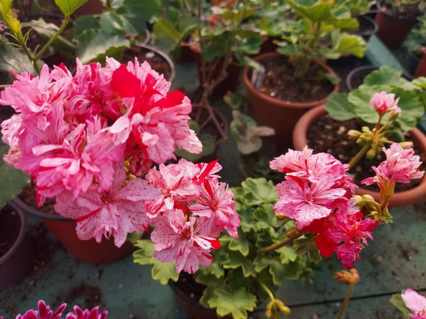 Goshbrook Starstorm - A-Muscate 2025