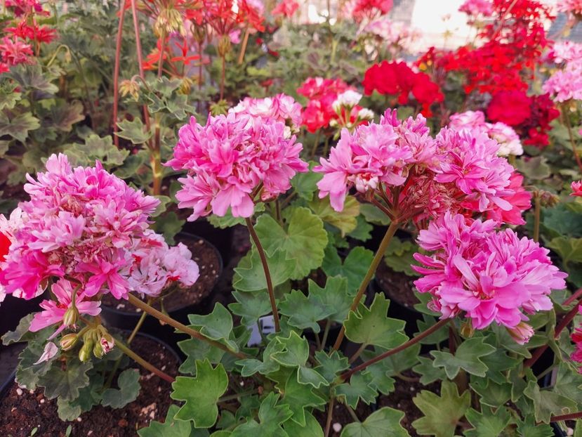 Rushmoor Rapshody - A-Muscate 2025