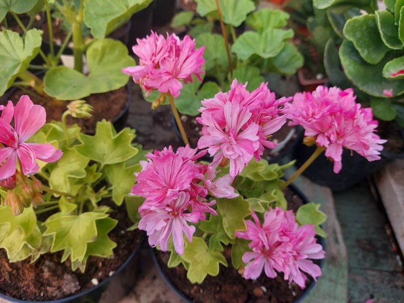 Vectis Sparkler - A-Muscate 2025