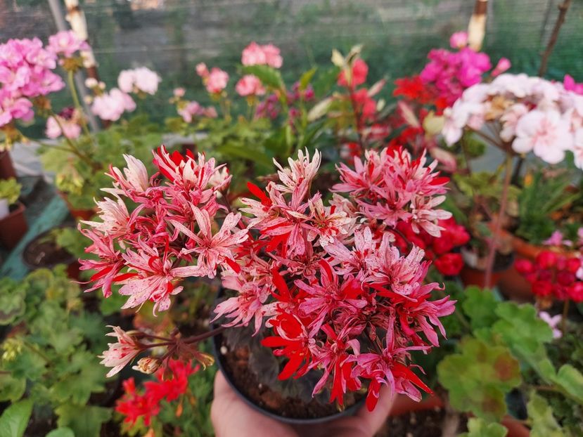 Clatterford - A-Muscate 2025