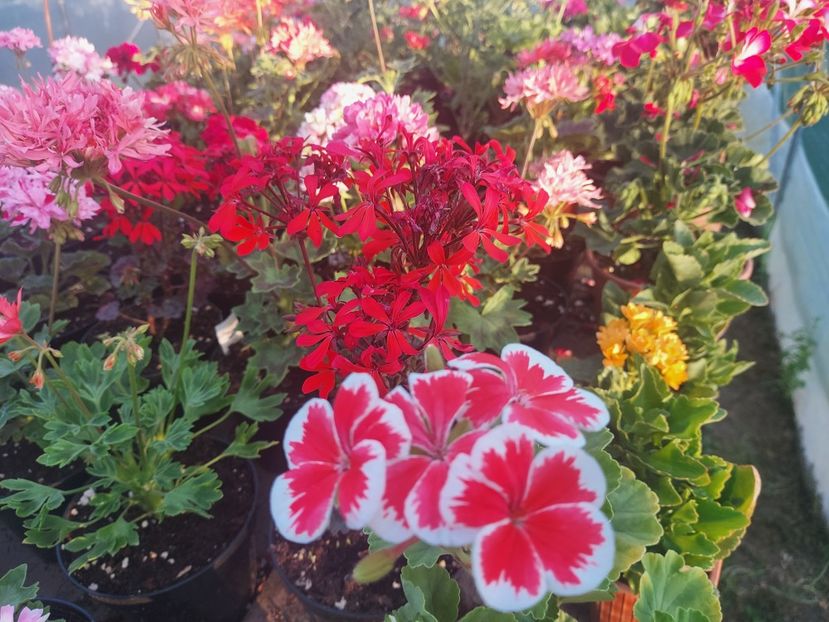 Mr. Wren - A-Muscate 2025