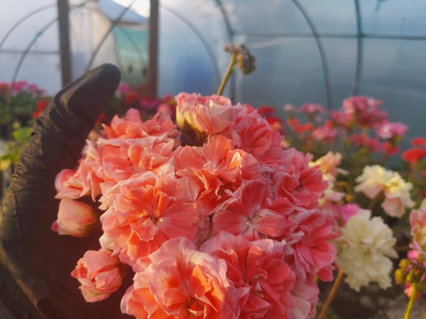 Rushmoor Avon - A-Muscate 2025