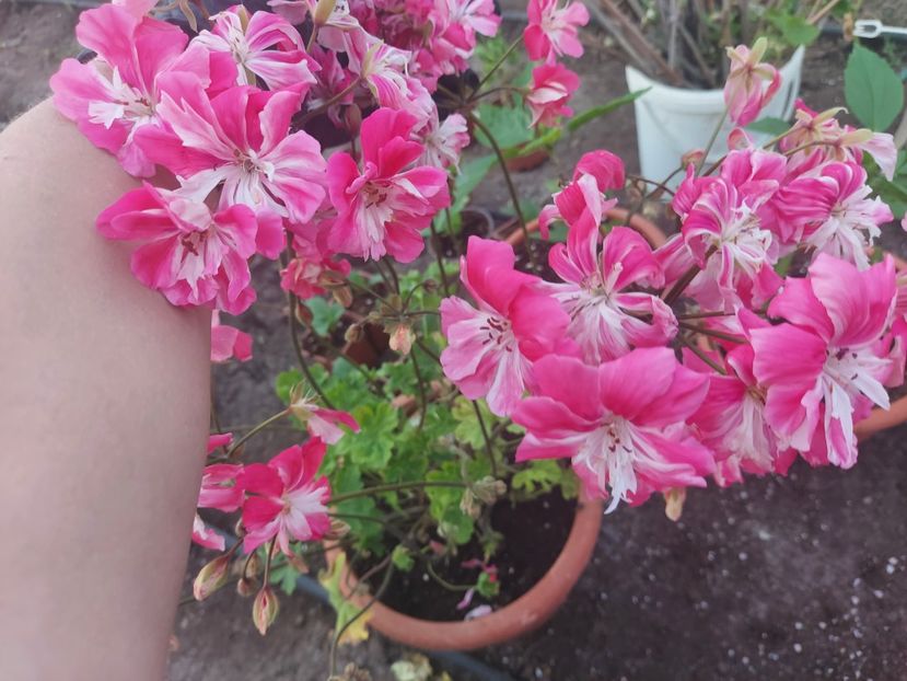 Lara Meischa - A-Muscate 2025