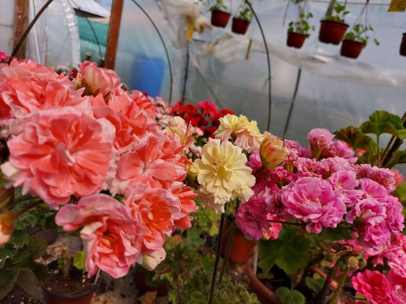 Rushmoor Avon, Rushmoor Orinoco și U Merleson 2 - A-Muscate 2025