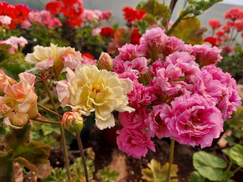 Rushmoor Orinoco și U Merleson 2 - A-Muscate 2025