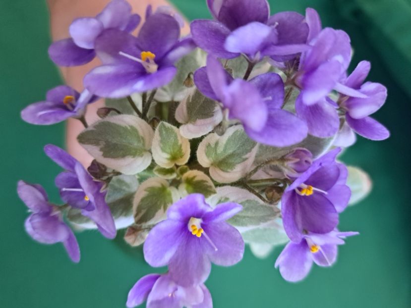  - Violeta Rob s Lucky Number chimera frunze