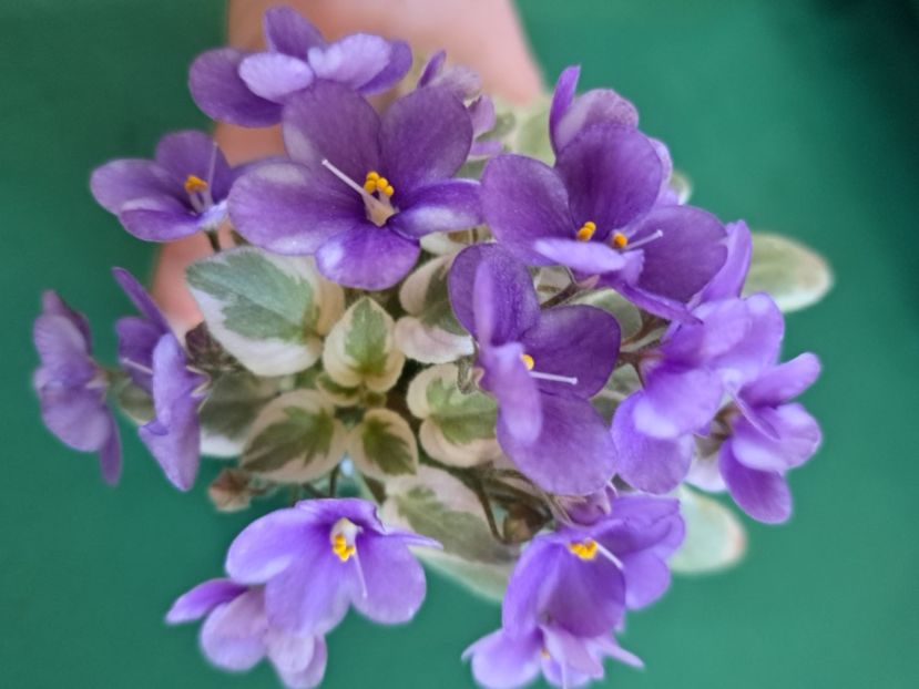  - Violeta Rob s Lucky Number chimera frunze