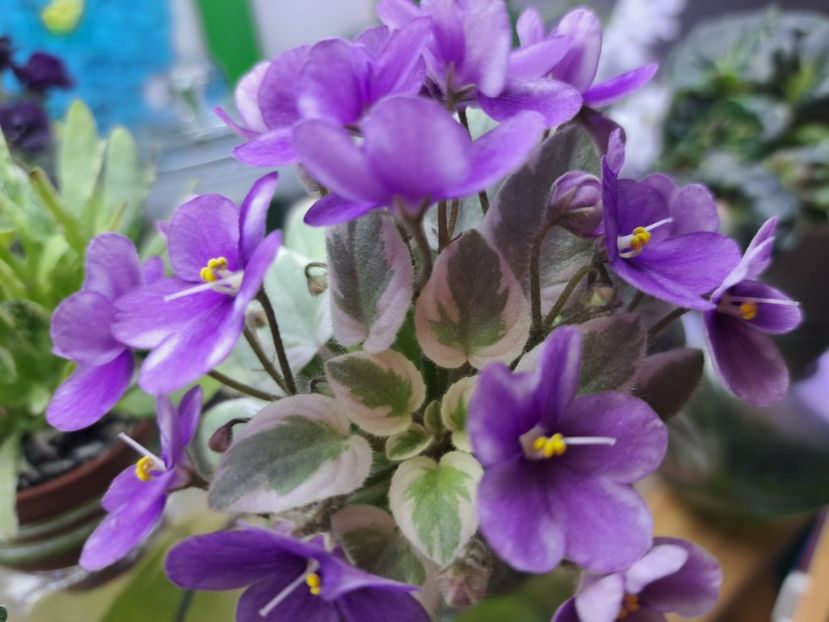  - Violeta Rob s Lucky Number chimera frunze