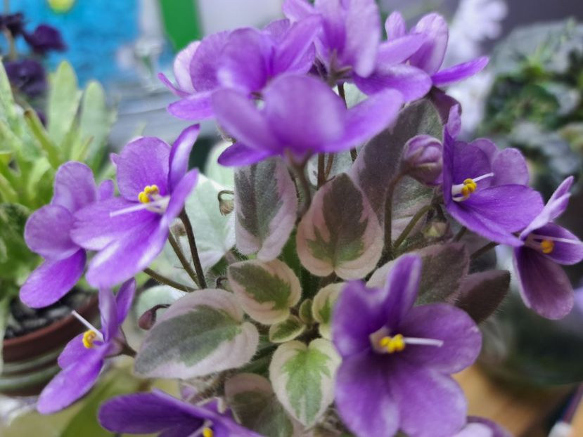  - Violeta Rob s Lucky Number chimera frunze