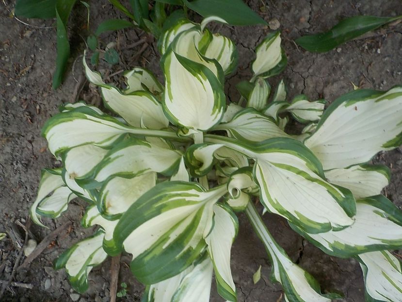  - hosta