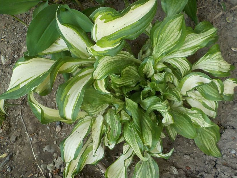  - hosta