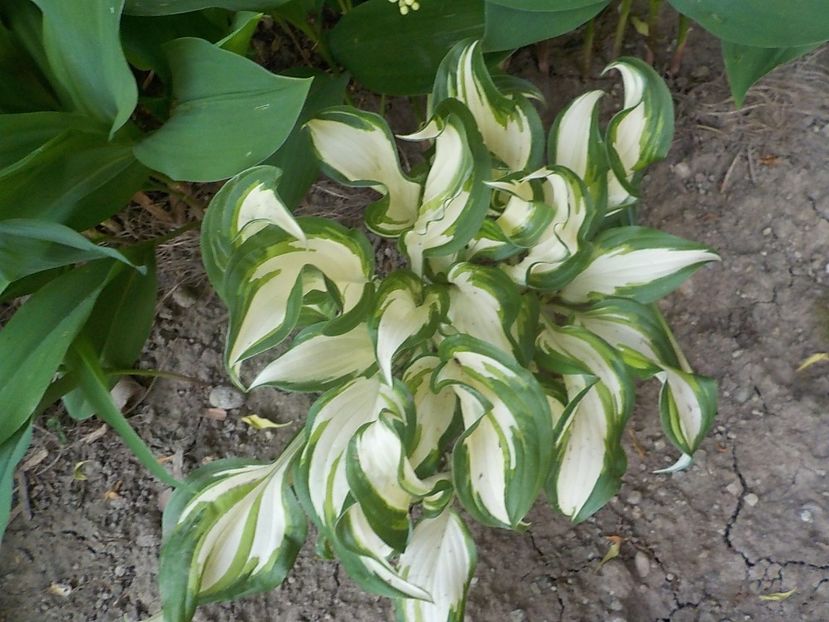  - hosta