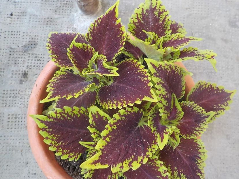  - coleus