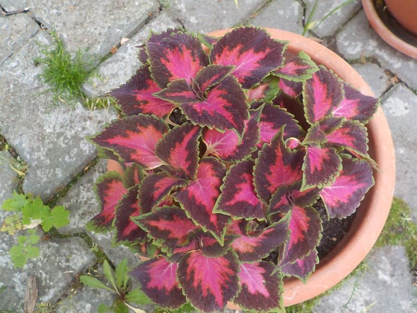  - coleus