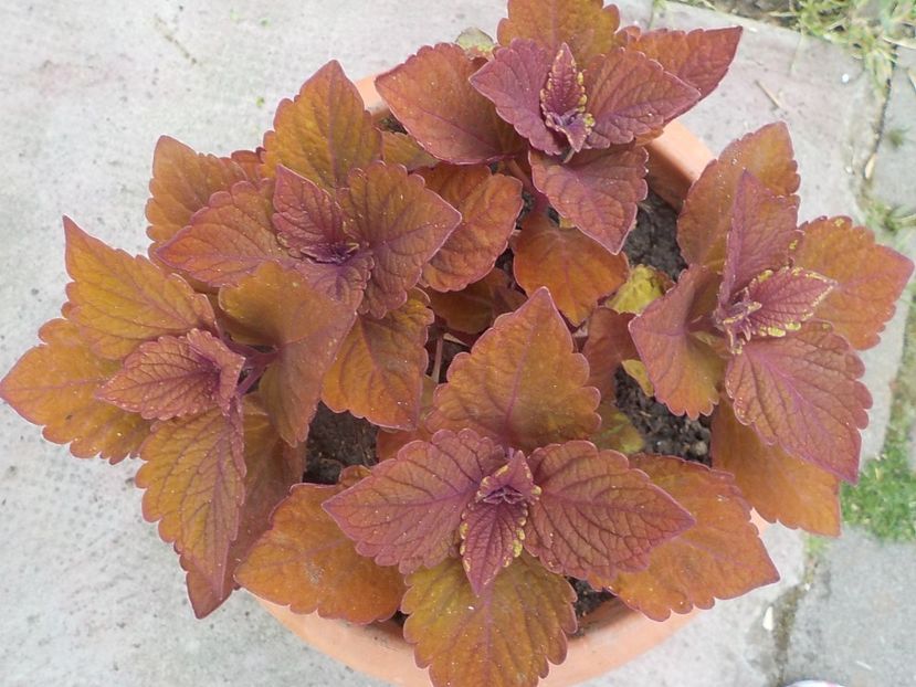  - coleus