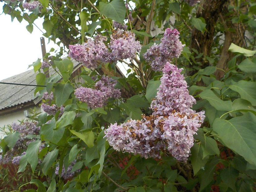  - liliac
