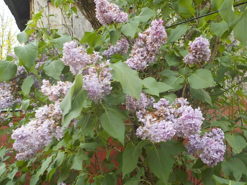  - liliac